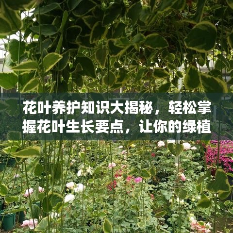 五侯七贵